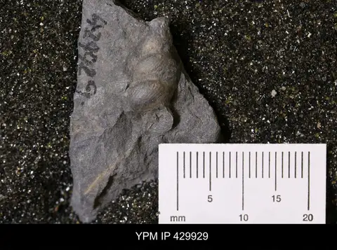 Dokumentasi YPM IP 429929 dengan identifikasi pada sumber Palaeozygopleura hamiltoniae. Isi dan label gambar dipertahankan.