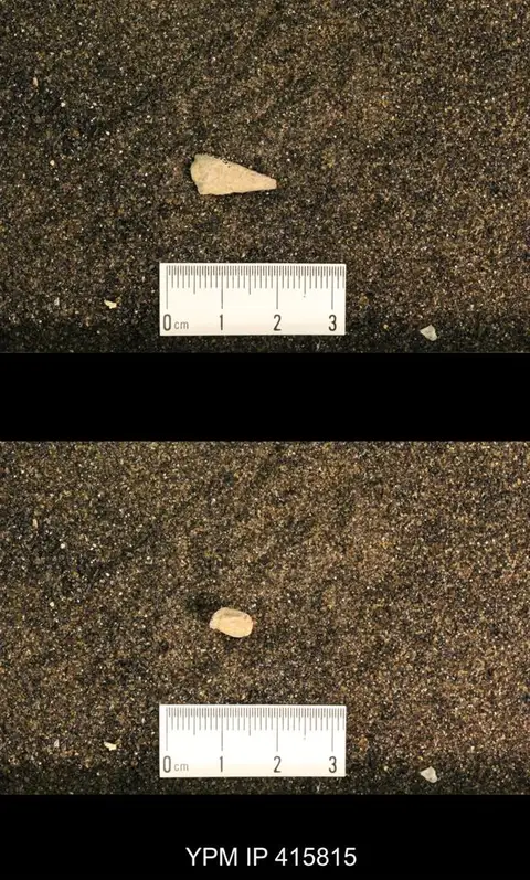 Dokumentasi YPM IP 415815 dengan identifikasi pada sumber Meekospira choctawensis. Isi dan label gambar dipertahankan.