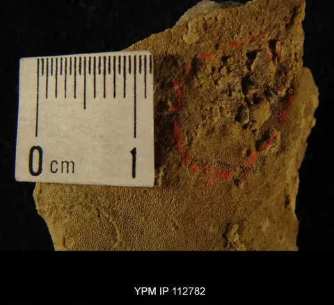 Dokumentasi YPM IP 112782 dengan identifikasi pada sumber Cyrtolites inornatum. Isi dan label gambar dipertahankan.