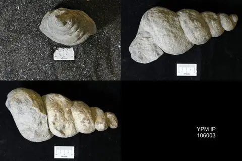 Dokumentasi YPM IP 106003 dengan identifikasi pada sumber Hormotoma gigantea. Isi dan label gambar dipertahankan.