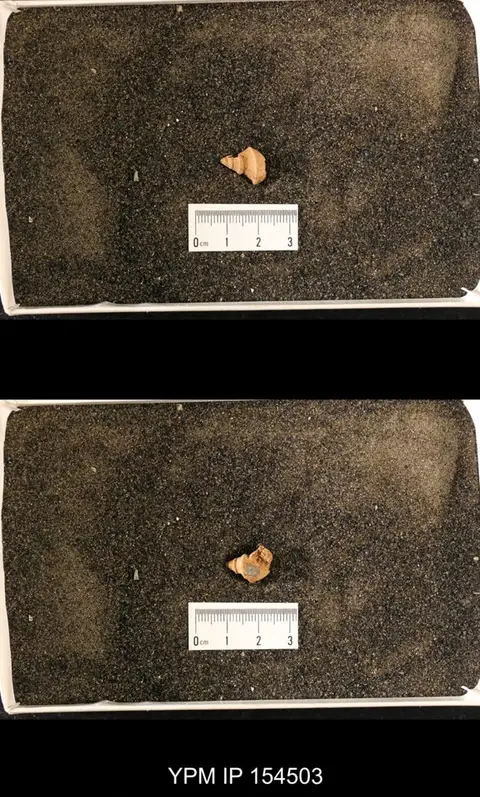 Dokumentasi YPM IP 154503 dengan identifikasi pada sumber Lophospira modesta. Isi dan label gambar dipertahankan.