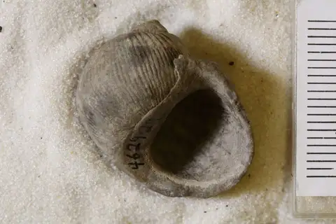 Dokumentasi YPM IP 462929 dengan identifikasi pada sumber Paffrathopsis subcostata. Isi dan label gambar dipertahankan.