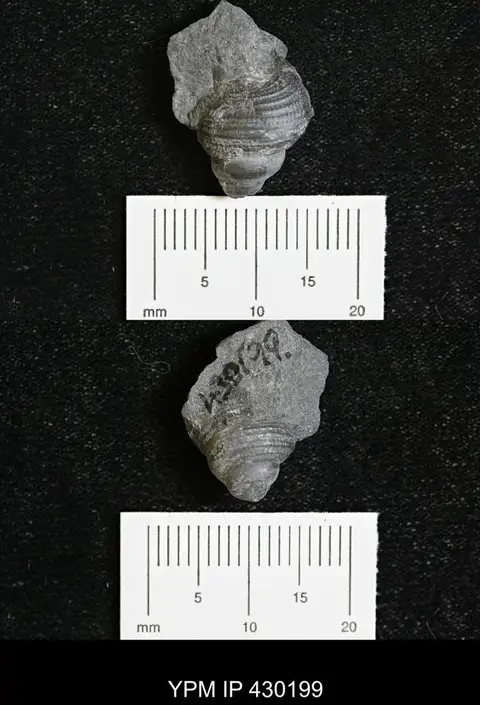 Dokumentasi YPM IP 430199 dengan identifikasi pada sumber Dictyotomaria capillaria. Isi dan label gambar dipertahankan.