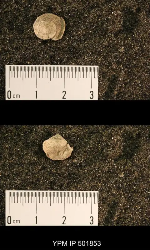 Dokumentasi YPM IP 501853 dengan identifikasi pada sumber Glabrocingulum grayvillense. Isi dan label gambar dipertahankan.