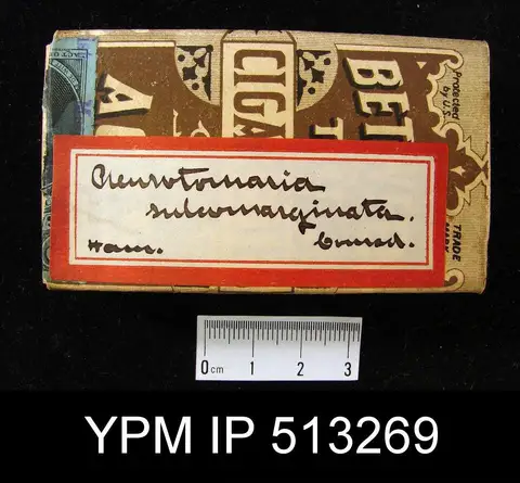 Dokumentasi YPM IP 513269 dengan identifikasi pada sumber Calvibembexia sulcomarginata. Isi dan label gambar dipertahankan.