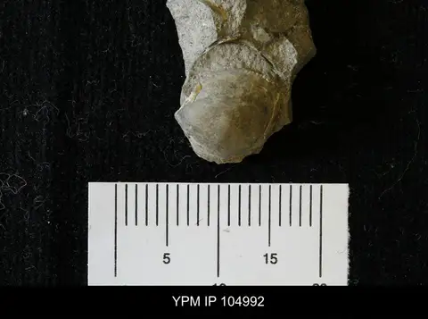 Dokumentasi YPM IP 104992 dengan identifikasi pada sumber Cyclonema thalia. Isi dan label gambar dipertahankan.