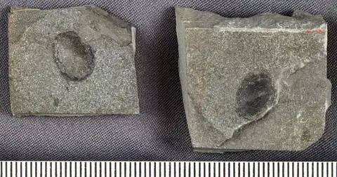 Dokumentasi USNM PAL617438 dengan identifikasi pada sumber Protoconchioides varians. Isi dan label gambar dipertahankan.