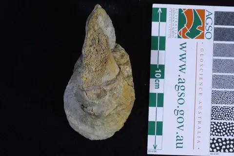 Dokumentasi P 42081 dengan identifikasi pada sumber Tremanotus pritchardi. Isi dan label gambar dipertahankan.