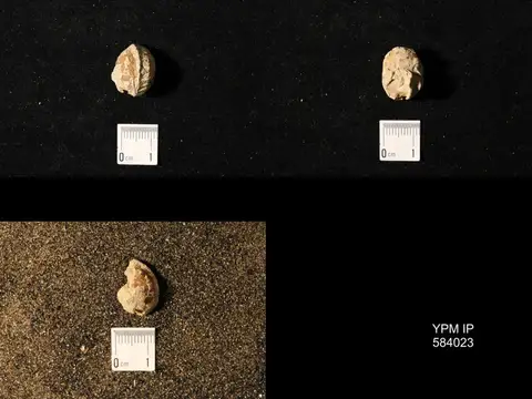 Dokumentasi YPM IP 584023 dengan identifikasi pada sumber Pharkidonotus percarinatus. Isi dan label gambar dipertahankan.