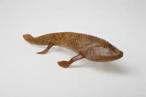 Model ikan bersirip cuping Tiktaalik roseae, koleksi P 231208.