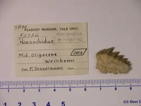 Dokumentasi YPM VP 055752 dengan identifikasi pada sumber Notorynchus primigenius. Isi dan label gambar dipertahankan.