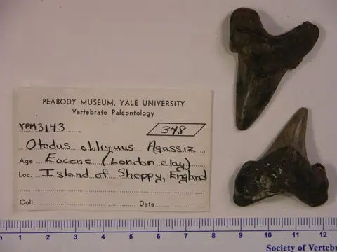 Dokumentasi YPM VP 003143 dengan identifikasi pada sumber Otodus obliquus. Isi dan label gambar dipertahankan.