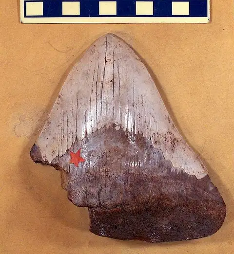 Dokumentasi USNM PAL537806 dengan identifikasi pada sumber Carcharodon ferox. Isi dan label gambar dipertahankan.
