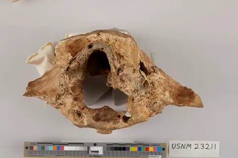 Dokumentasi USNM V23211 dengan identifikasi pada sumber Hydrodamalis gigas. Isi dan label gambar dipertahankan.