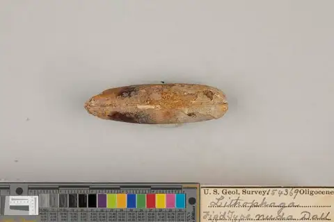 Dokumentasi USNM MO154369 dengan identifikasi pada sumber Lithophaga nuda. Isi dan label gambar dipertahankan.