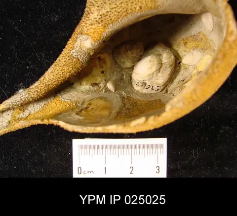 Dokumentasi YPM IP 025025 dengan identifikasi pada sumber Crepidula plana. Isi dan label gambar dipertahankan.