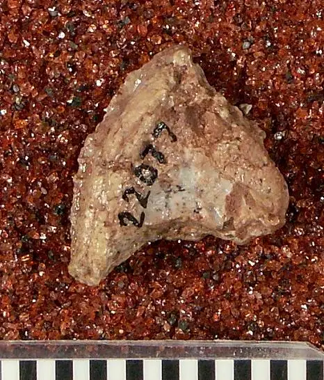 Dokumentasi USNM V22077 dengan identifikasi pada sumber Diplocaulus magnicornis. Isi dan label gambar dipertahankan.