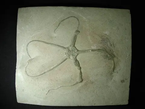 Dokumentasi P 28791 dengan identifikasi pada sumber Palaeocoma egertoni. Isi dan label gambar dipertahankan.