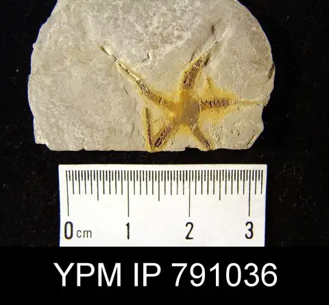 Dokumentasi YPM IP 791036 dengan identifikasi pada sumber Ophiopinna elegans. Isi dan label gambar dipertahankan.