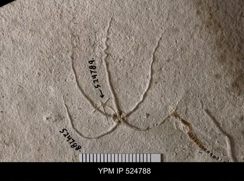 Dokumentasi YPM IP 524788 dengan identifikasi pada sumber Geocoma libanotica. Isi dan label gambar dipertahankan.