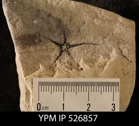 Dokumentasi YPM IP 526857 dengan identifikasi pada sumber Ophiura furiae. Isi dan label gambar dipertahankan.