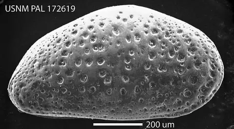 Dokumentasi USNM PAL172619 dengan identifikasi pada sumber Cytheridea campwallacensis. Isi dan label gambar dipertahankan.