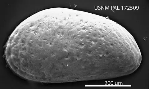 Dokumentasi USNM PAL172509 dengan identifikasi pada sumber Cytheridea carolinensis. Isi dan label gambar dipertahankan.