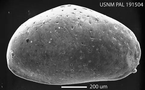 Dokumentasi USNM PAL191504 dengan identifikasi pada sumber Peratocytheridea setipunctata. Isi dan label gambar dipertahankan.