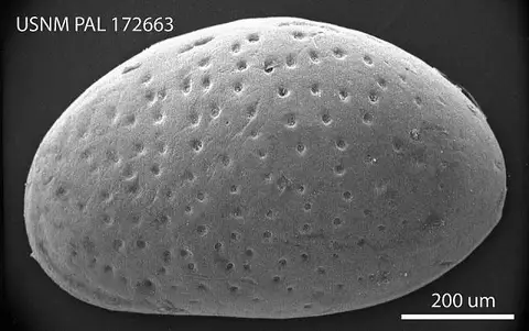 Dokumentasi USNM PAL172663 dengan identifikasi pada sumber Peratocytheridea sandbergi. Isi dan label gambar dipertahankan.