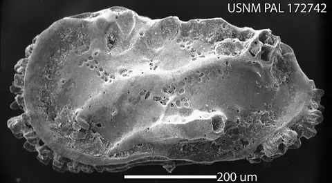 Dokumentasi USNM PAL172742 dengan identifikasi pada sumber Neocaudites angulatus. Isi dan label gambar dipertahankan.
