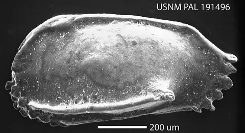 Dokumentasi USNM PAL191496 dengan identifikasi pada sumber Pterygocythereis alophia. Isi dan label gambar dipertahankan.