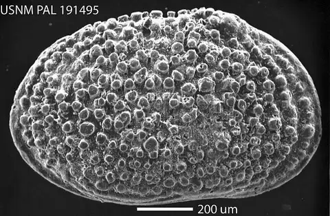 Dokumentasi USNM PAL191495 dengan identifikasi pada sumber Echinocythereis leecreekensis. Isi dan label gambar dipertahankan.