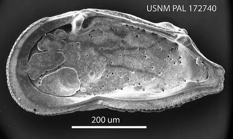 Dokumentasi USNM PAL172740 dengan identifikasi pada sumber Caudites paraasymmetricus. Isi dan label gambar dipertahankan.