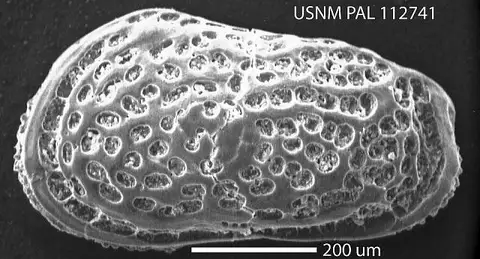 Dokumentasi USNM PAL112741 dengan identifikasi pada sumber Muellerina ohmerti. Isi dan label gambar dipertahankan.