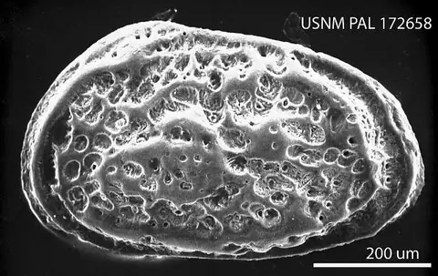 Dokumentasi USNM PAL172658 dengan identifikasi pada sumber Thaerocythere carolinensis. Isi dan label gambar dipertahankan.