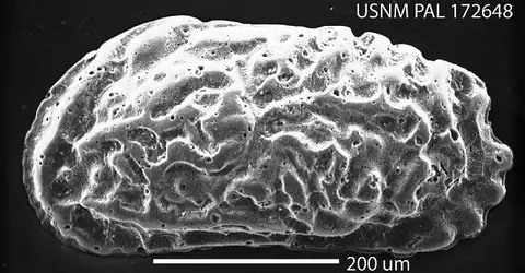 Dokumentasi USNM PAL172648 dengan identifikasi pada sumber Puriana carolinensis. Isi dan label gambar dipertahankan.