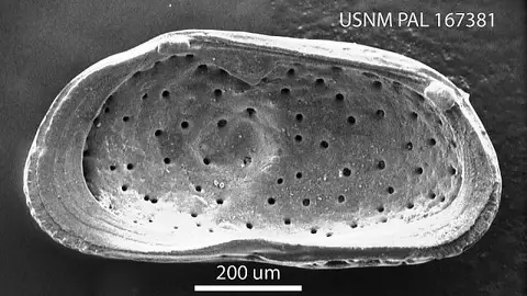 Dokumentasi USNM PAL167381 dengan identifikasi pada sumber Bensonocythere bradyi. Isi dan label gambar dipertahankan.