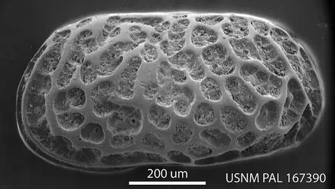 Dokumentasi USNM PAL167390 dengan identifikasi pada sumber Bensonocythere gouldensis. Isi dan label gambar dipertahankan.