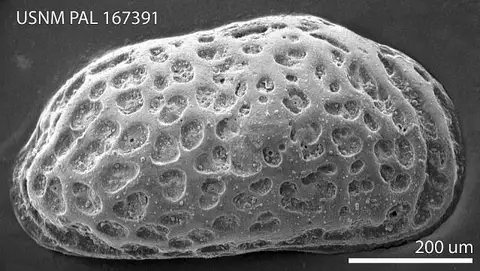 Dokumentasi USNM PAL167391 dengan identifikasi pada sumber Bensonocythere ricespitensis. Isi dan label gambar dipertahankan.