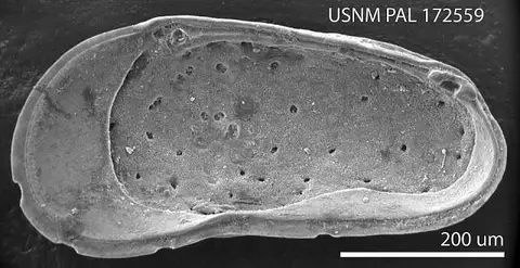 Dokumentasi USNM PAL172559 dengan identifikasi pada sumber Cytheromorpha incisa. Isi dan label gambar dipertahankan.