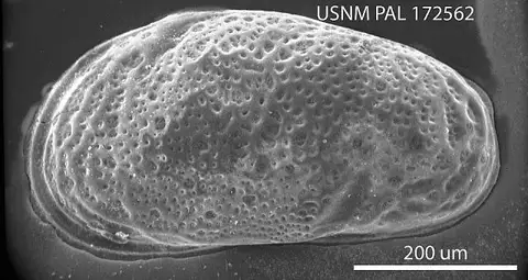 Dokumentasi USNM PAL172562 dengan identifikasi pada sumber Cytheromorpha macroincisa. Isi dan label gambar dipertahankan.
