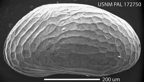 Dokumentasi USNM PAL172750 dengan identifikasi pada sumber Microcytherura minuta. Isi dan label gambar dipertahankan.