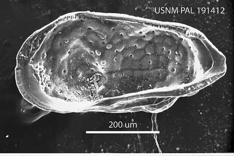 Dokumentasi USNM PAL191412 dengan identifikasi pada sumber Paracytheridea cronini. Isi dan label gambar dipertahankan.