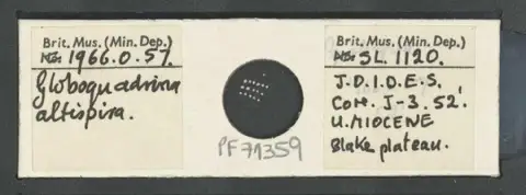 Dokumentasi PM PF 71359 dengan identifikasi pada sumber Globoquadrina altispira. Isi dan label gambar dipertahankan.