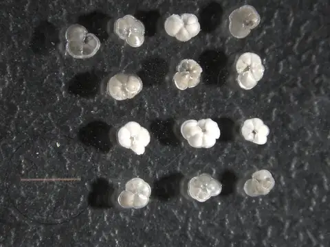 Dokumentasi YPM IP 307899 dengan identifikasi pada sumber Globorotalia (Menardella) menardii. Isi dan label gambar dipertahankan.