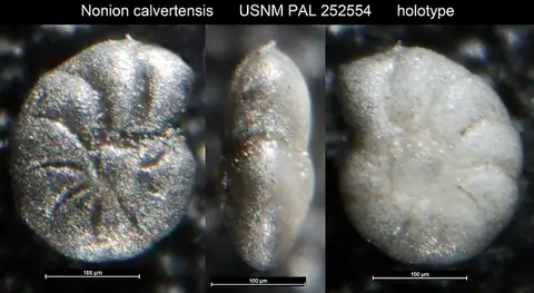 Dokumentasi USNM PAL252554 dengan identifikasi pada sumber Nonion calvertensis. Isi dan label gambar dipertahankan.