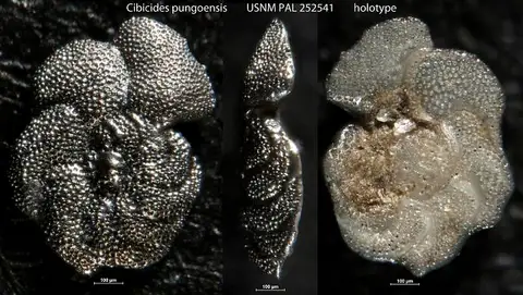 Dokumentasi USNM PAL252541 dengan identifikasi pada sumber Cibicides pungoensis. Isi dan label gambar dipertahankan.