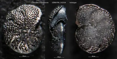 Dokumentasi USNM PAL252534 dengan identifikasi pada sumber Cibicides croatanensis. Isi dan label gambar dipertahankan.