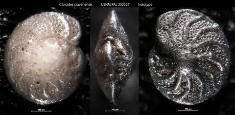 Dokumentasi USNM PAL252527 dengan identifikasi pada sumber Cibicides cravenensis. Isi dan label gambar dipertahankan.