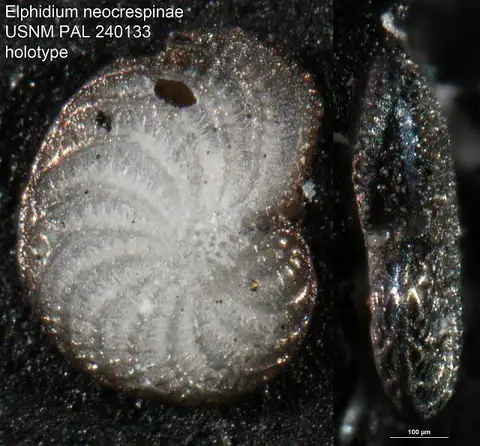 Dokumentasi USNM PAL240133 dengan identifikasi pada sumber Elphidium neocrespinae. Isi dan label gambar dipertahankan.